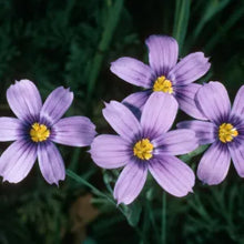 Load image into Gallery viewer, Sisyrinchium bellum - Blue Eyed Grass
