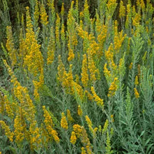 Load image into Gallery viewer, Solidago velutina ssp. californica - California Goldenrod
