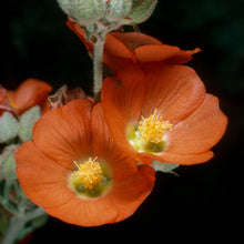 Load image into Gallery viewer, Sphaeralcea ambigua - Desert Globemallow