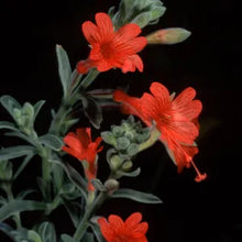 Load image into Gallery viewer, Epilobium canum - California Fuchsia