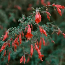 Load image into Gallery viewer, Epilobium canum - California Fuchsia