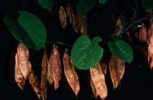 Load image into Gallery viewer, Cercis occidentalis - Western Redbud