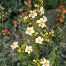 Load image into Gallery viewer, Chamaebatiaria millefolium - Fern Bush