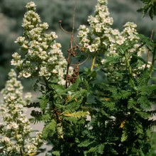 Load image into Gallery viewer, Chamaebatiaria millefolium - Fern Bush