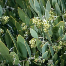 Load image into Gallery viewer, Simmondsia chinensis - Jojoba
