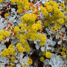 Load image into Gallery viewer, Eriogonum crocatum - Conejo Buckwheat