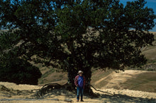 Load image into Gallery viewer, Quercus tomentella - Island Oak