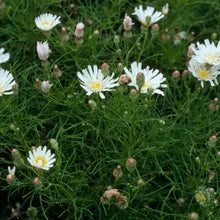 Load image into Gallery viewer, Malacothrix saxatilis var. saxatilis - Cliff Aster