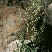 Load image into Gallery viewer, Artemisia douglasiana - Mugwort
