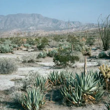 Load image into Gallery viewer, Agave deserti - Desert Agave