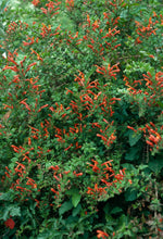 Load image into Gallery viewer, Keckiella cordifolia - Climbing Penstemon