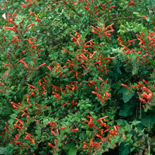Load image into Gallery viewer, Keckiella cordifolia - Climbing Penstemon
