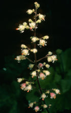 Load image into Gallery viewer, Heuchera maxima - Island Alumroot