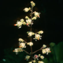 Load image into Gallery viewer, Heuchera maxima - Island Alumroot