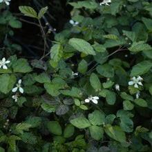 Load image into Gallery viewer, Rubus ursinus - Pacific Blackberry