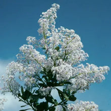 Load image into Gallery viewer, Ceanothus spinosus - Greenbark Ceanothus