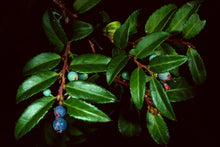 Load image into Gallery viewer, Vaccinium ovatum - Evergreen Huckleberry
