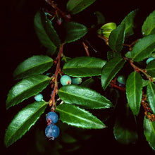Load image into Gallery viewer, Vaccinium ovatum - Evergreen Huckleberry