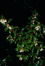 Load image into Gallery viewer, Vaccinium ovatum - Evergreen Huckleberry