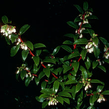 Load image into Gallery viewer, Vaccinium ovatum - Evergreen Huckleberry
