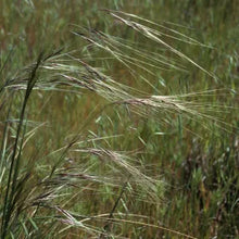 Load image into Gallery viewer, Stipa pulchra - Purple Needlegrass