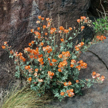 Load image into Gallery viewer, Sphaeralcea ambigua - Desert Globemallow