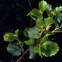 Load image into Gallery viewer, Rhamnus ilicifolia - Hollyleaf Redberry