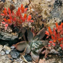 Load image into Gallery viewer, Dudleya cymosa - Canyon Liveforever