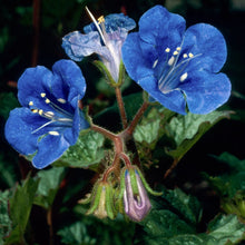Load image into Gallery viewer, Phacelia campanularia - Desert Blue Bells