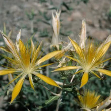 Load image into Gallery viewer, Mentzelia laevicaulis - Blazing star