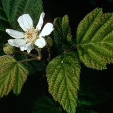 Load image into Gallery viewer, Rubus ursinus - Pacific Blackberry