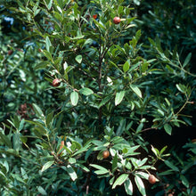 Load image into Gallery viewer, Umbellularia californica - California Bay Laurel