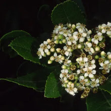 Load image into Gallery viewer, Heteromeles arbutifolia - Toyon