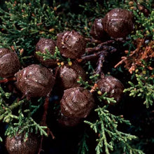 Load image into Gallery viewer, Hesperocyparis sargentii - Sargent's Cypress