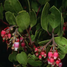 Load image into Gallery viewer, Arctostaphylos rudis - Sand Mesa Manzanita