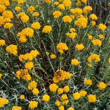 Load image into Gallery viewer, Eriophyllum confertiflorum - Golden Yarrow