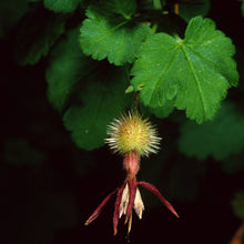 Load image into Gallery viewer, Ribes amarum - Bitter Gooseberry