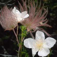 Load image into Gallery viewer, Fallugia paradoxa - Apache Plume