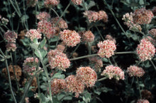 Load image into Gallery viewer, Eriogonum cinereum - Ashyleaf Buckwheat