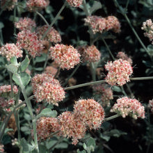 Load image into Gallery viewer, Eriogonum cinereum - Ashyleaf Buckwheat