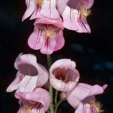 Load image into Gallery viewer, Penstemon palmeri - Palmer's Penstemon
