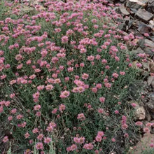 Load image into Gallery viewer, Monardella odoratissima - Mountain Coyote Mint