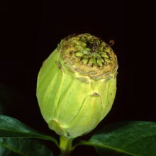 Load image into Gallery viewer, Calycanthus occidentalis - Spice Bush