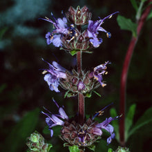 Load image into Gallery viewer, Salvia 'Dara's Choice' - Dara's Choice Sage
