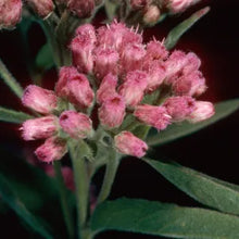 Load image into Gallery viewer, Pluchea odorata - Marsh Fleabane