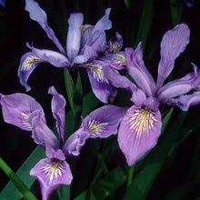 Load image into Gallery viewer, Iris douglasiana - Douglas Iris