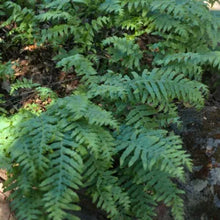 Load image into Gallery viewer, Polypodium californicum - California Polypody