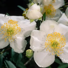 Load image into Gallery viewer, Carpenteria californica - Bush Anemone