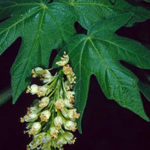 Load image into Gallery viewer, Acer macrophyllum - Big Leaf Maple