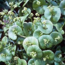 Load image into Gallery viewer, Claytonia perfoliata - Miner's Lettuce